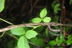 Teramnus labialis